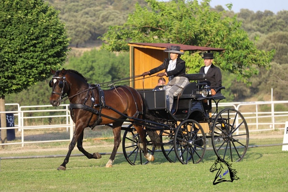 Triple podio Navarro en el Campeonato de España de Enganches